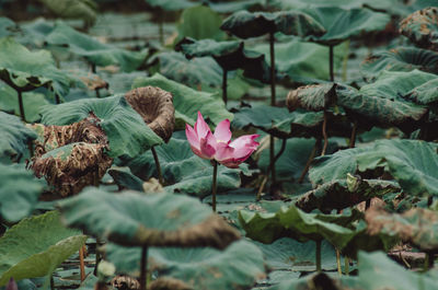 Close-up of lotus blooming outdoors