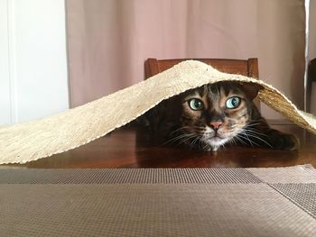 Close-up of cat peeking from under tablecloth