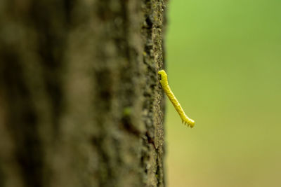 Close-up of insect on tree trunk