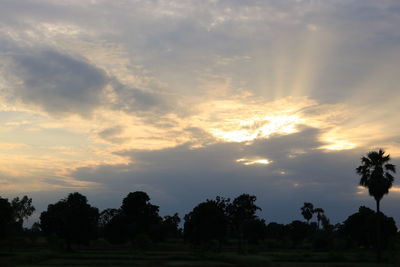 Silhouette of trees at sunset