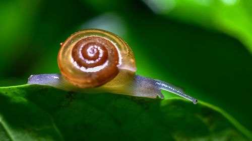 Close-up of snail on leaf