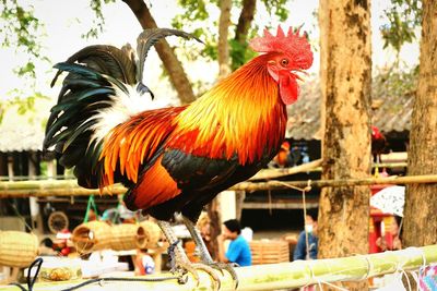 Close-up of cockerel perching on bamboo