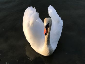 Swan floating on lake