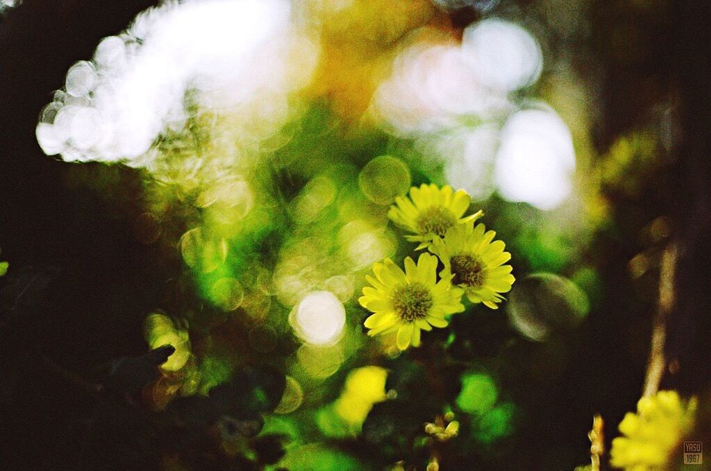 flower, yellow, growth, fragility, freshness, petal, close-up, beauty in nature, flower head, plant, focus on foreground, nature, selective focus, blooming, white color, in bloom, no people, outdoors, botany, day