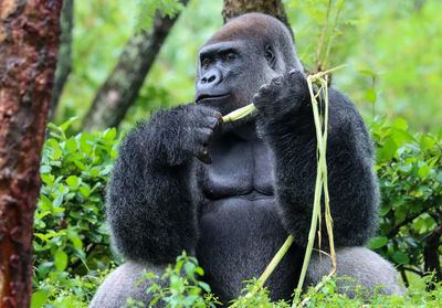 Sitting male silverback gorilla eating plant