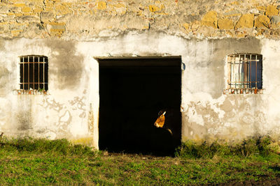 Profile of brown bull head at door of abandoned building