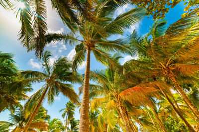 Low angle view of coconut palm trees against sky