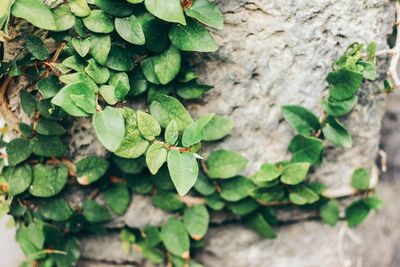 Close-up of plants