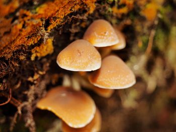 Close-up of mushrooms growing on tree