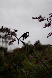 Close-up of a bird on a plant