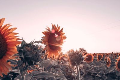 Close-up of orange flowers on field against sky