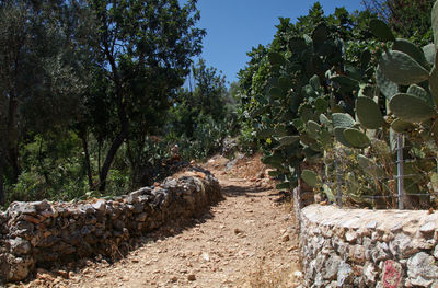 Footpath amidst trees on field