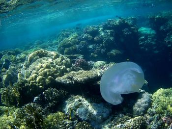 Fish swimming in sea