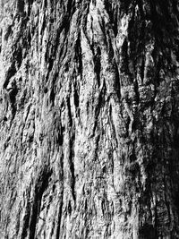 Full frame shot of tree trunk