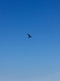 Low angle view of bird flying in sky