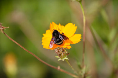 Close-up of bee pollinating on yellow flower