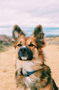 Portrait of dog on beach