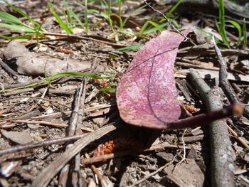 Close-up of leaf in forest