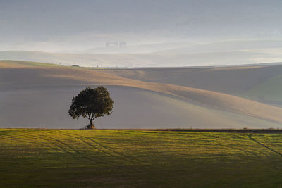 Scenic view of field against sky during sunset