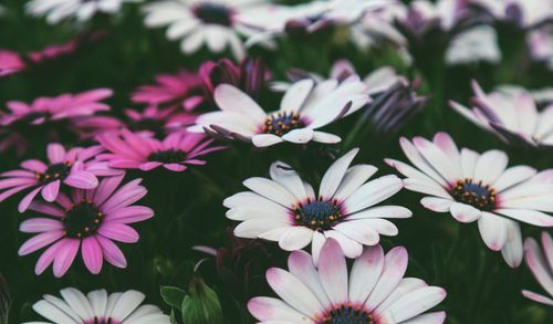 Close-up of pink flowers