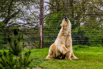 Cat sitting in a zoo