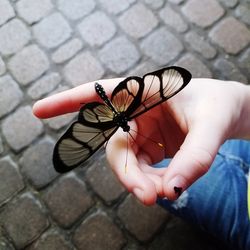 Close-up of hand holding insect