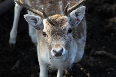 Close-up portrait of deer