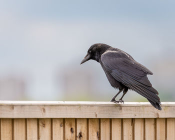 Close-up of bird perching on railing against sky