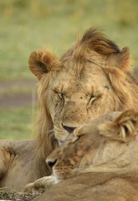 Close up portrait of sleeping lion and lioness in kenyan grassland