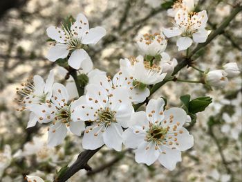 Close-up of cherry blossoms in spring