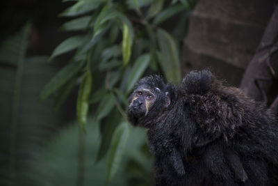 Close-up of monkey