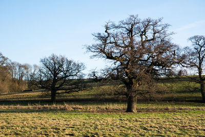 Trees on field against clear sky