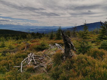 View of trees on field against sky