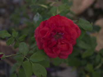 Close-up of red rose blooming outdoors