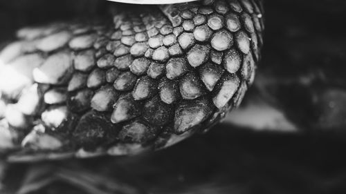 Close-up of snake