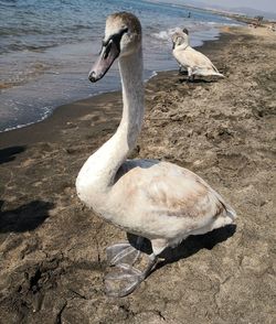 High angle view of swan on shore