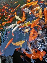 High angle view of koi carps swimming in lake