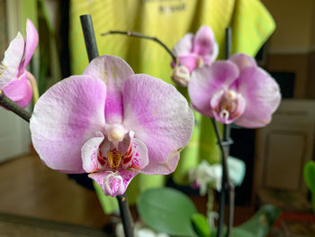 Close-up of pink orchids