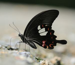Close-up of butterfly perching