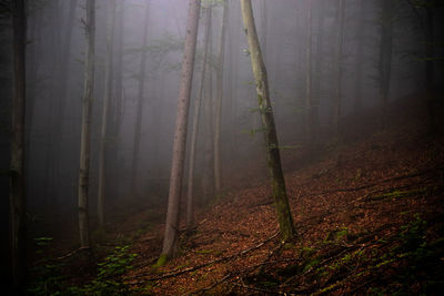 Plants growing on land in forest