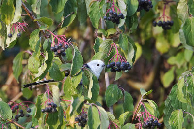 Close-up of a bird perching on plant