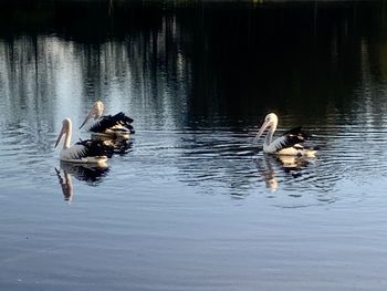 Ducks swimming in lake