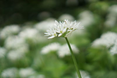 Close-up of white flowering plant