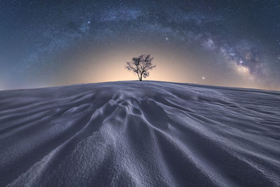 Picturesque view of leafless tree growing in vast sandy desert under glowing dark sky in picos de europa national park