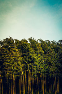 Low angle view of trees against clear sky