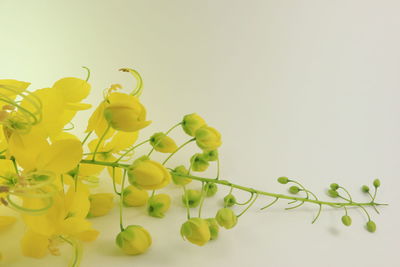 Close-up of yellow flowering plant against white background