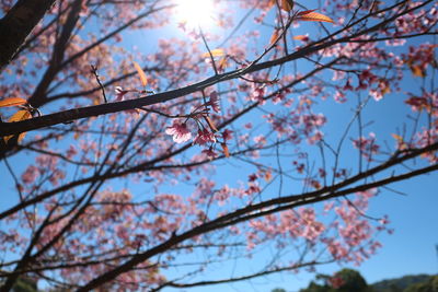 Low angle view of cherry blossoms in spring