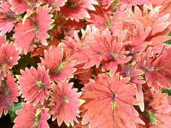 Full frame shot of pink flowers