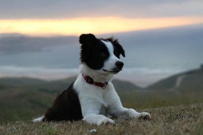 Dog sitting on grass against sky during sunset