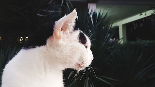 Close-up of a cat looking away